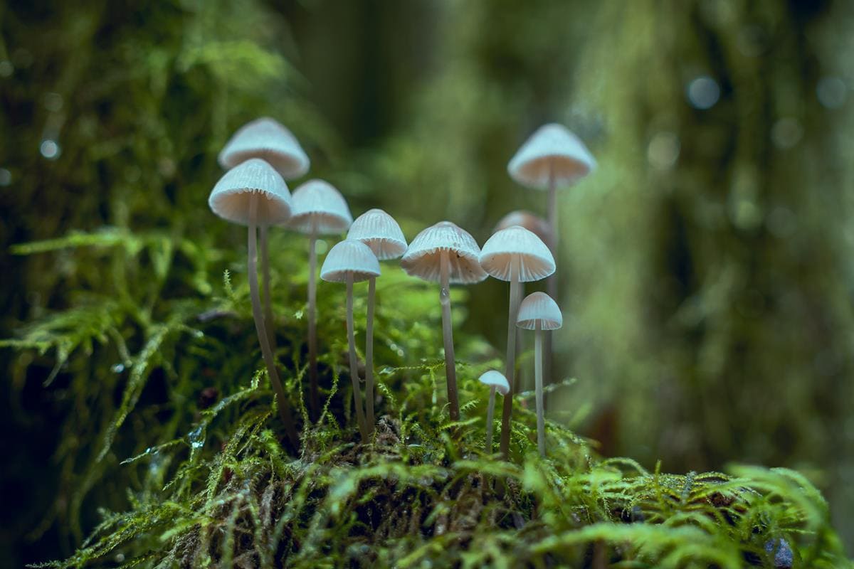Ekoskóra z grzybów – czy nowa technologia podbije branżę mody?