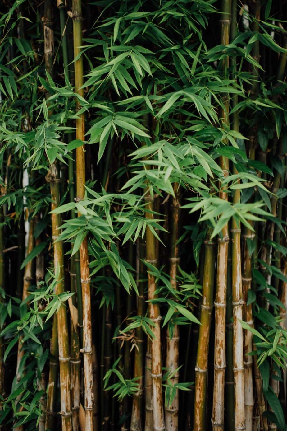 Bioferment z bambusa – poznaj jego zastosowanie w pielęgnacji